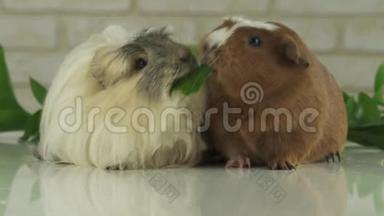 一只豚鼠抢了另一只为生存而挣扎的黄瓜慢镜头录像